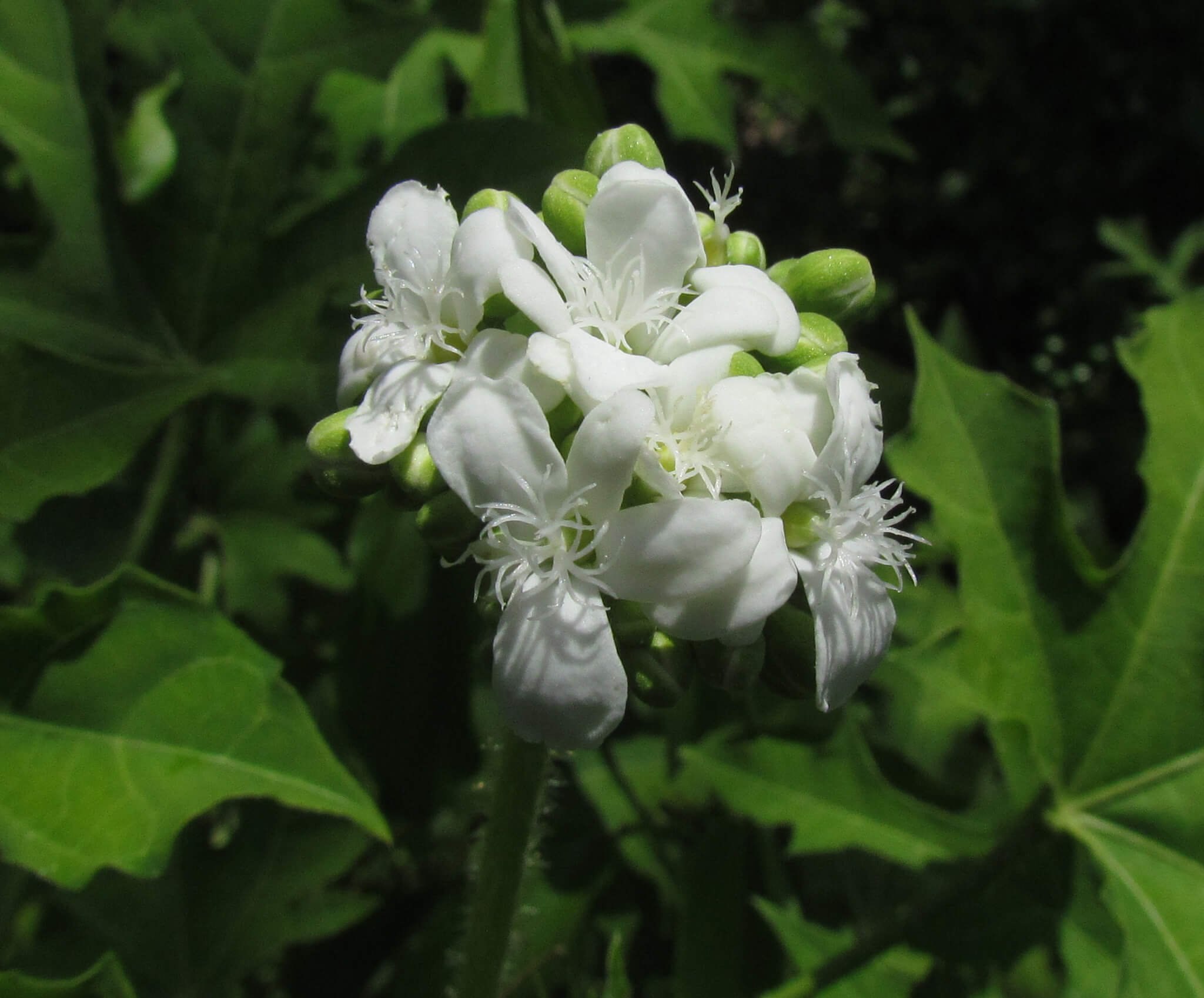 Cnidoscolus aconitifolius  